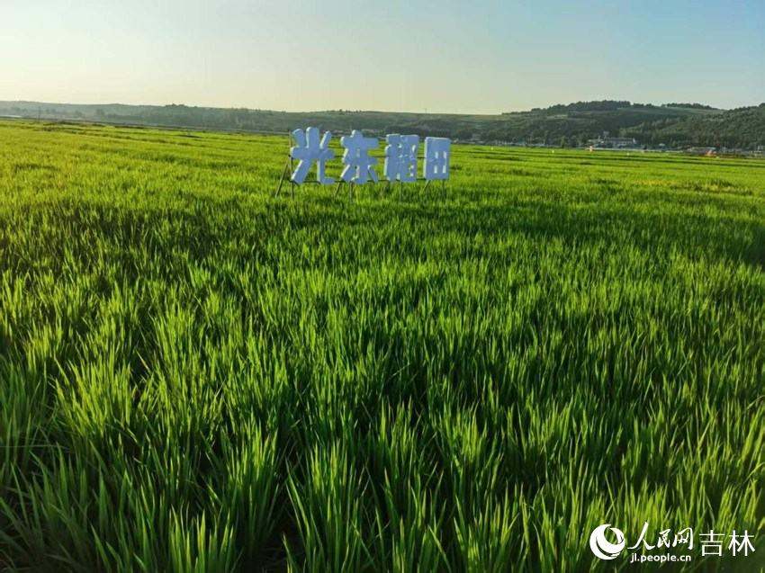 光東村稻田風(fēng)景美如畫（資料圖片）。人民網(wǎng)記者 王海躍攝