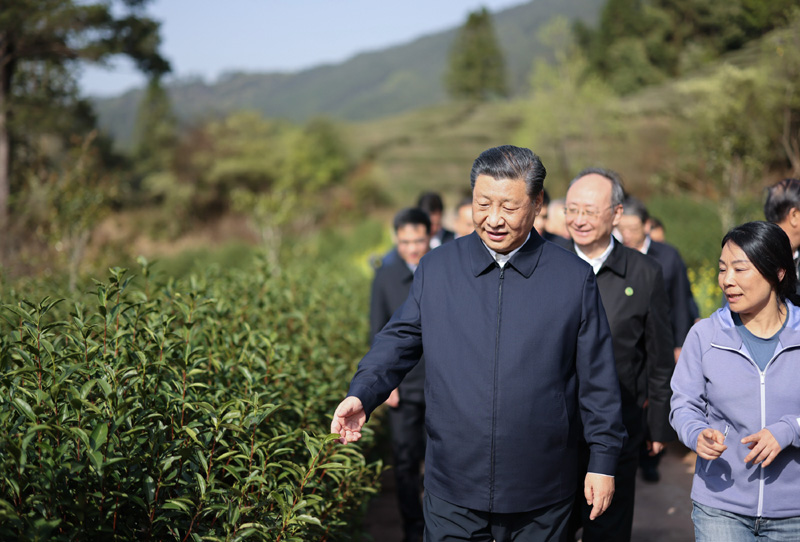 2021年3月22日下午，習(xí)近平在福建省南平市武夷山市星村鎮(zhèn)燕子窠生態(tài)茶園，察看春茶長勢，了解當(dāng)?shù)夭璁a(chǎn)業(yè)發(fā)展情況。