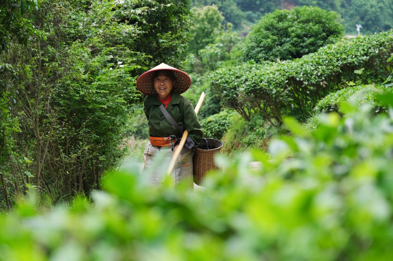 2024年4月24日，湖南省衡陽市耒陽市龍?zhí)伶?zhèn)江頭貢茶葉種植專業(yè)合作社，村民在茶山采摘茶葉，實現(xiàn)了家門口就業(yè)。