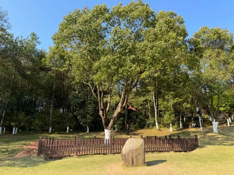 習(xí)近平同志為福建省長(zhǎng)汀縣水土保持科教園捐種的香樟樹。圖源：學(xué)習(xí)時(shí)報(bào)