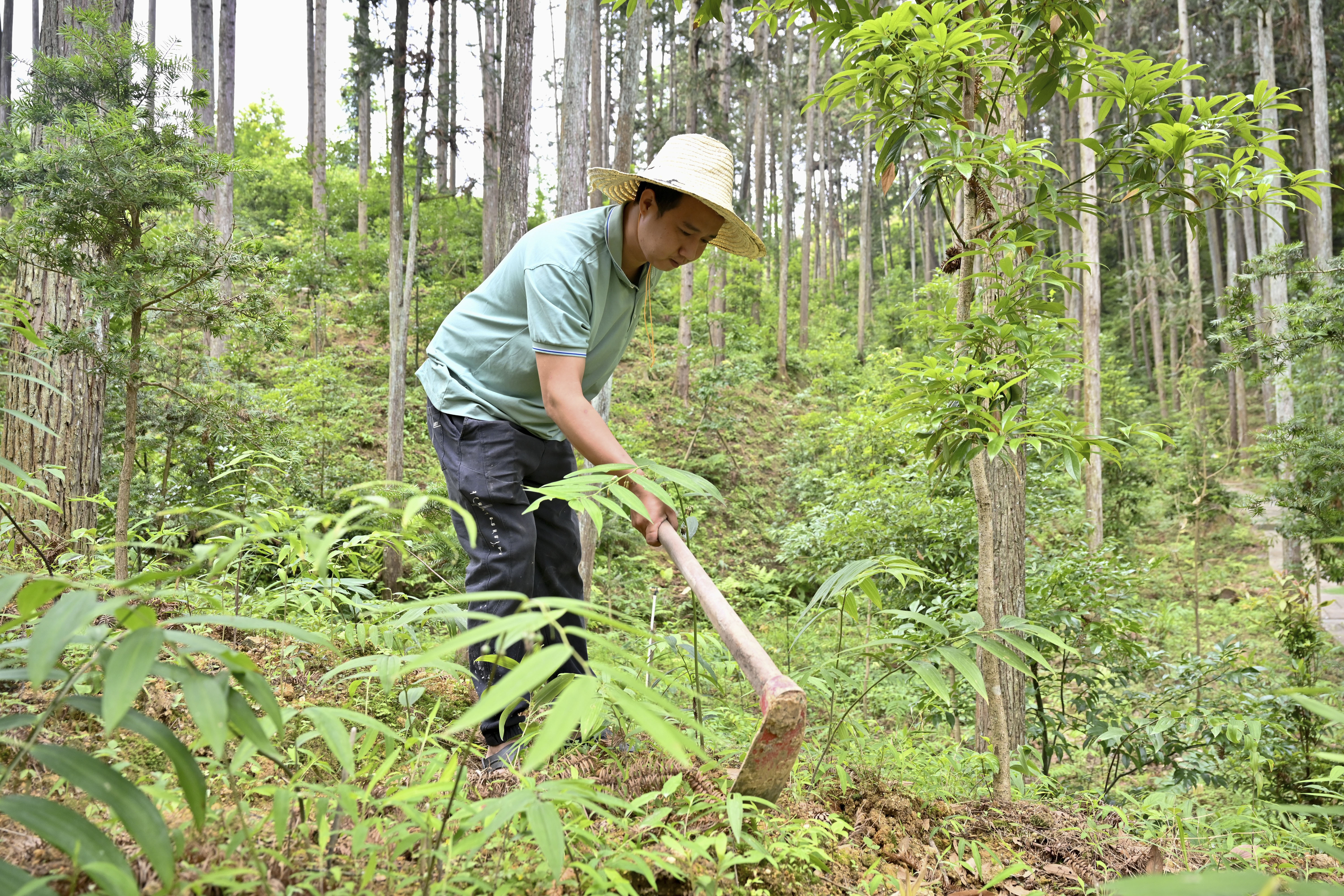 2024年5月9日，福建省三明市馬巖林下經(jīng)濟種植示范基地工人在管理林下種植的多花黃精。