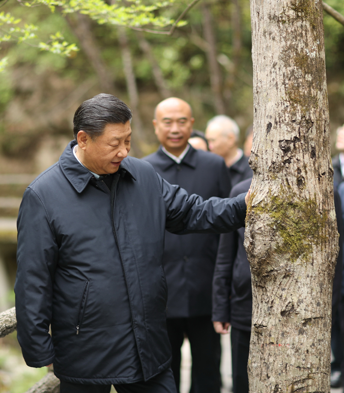 　2020年4月，習(xí)近平總書記來到位于商洛市柞水縣的秦嶺牛背梁國家級(jí)自然保護(hù)區(qū)，考察秦嶺生態(tài)保護(hù)情況。新華社記者 鞠鵬 攝