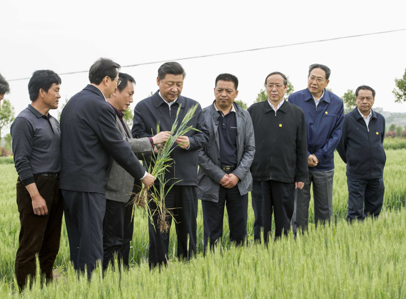2016年4月25日下午，習(xí)近平在安徽滁州市鳳陽(yáng)縣小崗村察看小麥長(zhǎng)勢(shì)。左一為種糧大戶程夕兵。新華社記者 李學(xué)仁 攝