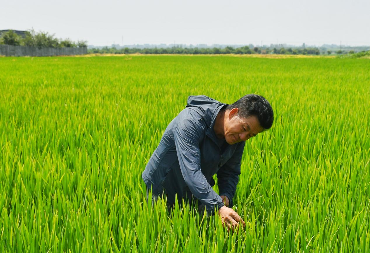 程夕兵在農(nóng)田里檢查水稻種植情況。人民網(wǎng)記者 周坤 攝