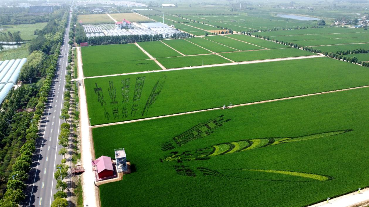 俯瞰小崗村高標(biāo)準(zhǔn)農(nóng)田。鳳陽(yáng)縣委宣傳部供圖