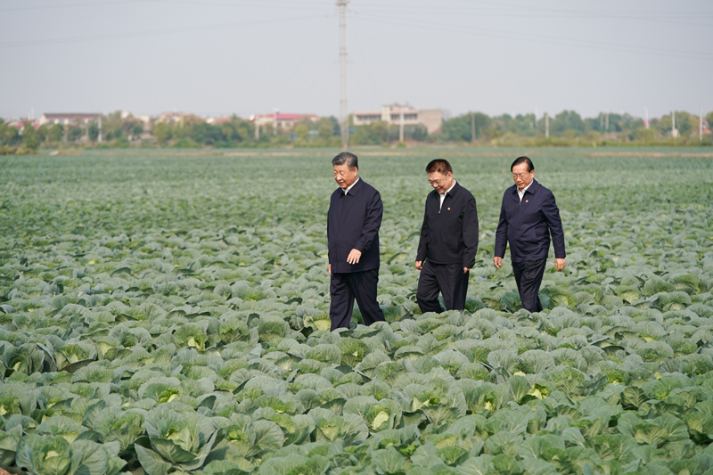 2024年11月5日，習(xí)近平總書記在湖北嘉魚潘家灣鎮(zhèn)十里蔬菜長廊考察。