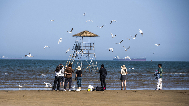 2024年5月12日，河北秦皇島，北戴河鴿子窩公園成群海鷗在天空中自由翱翔，與大海、藍天構(gòu)成了一幅美麗的畫卷。