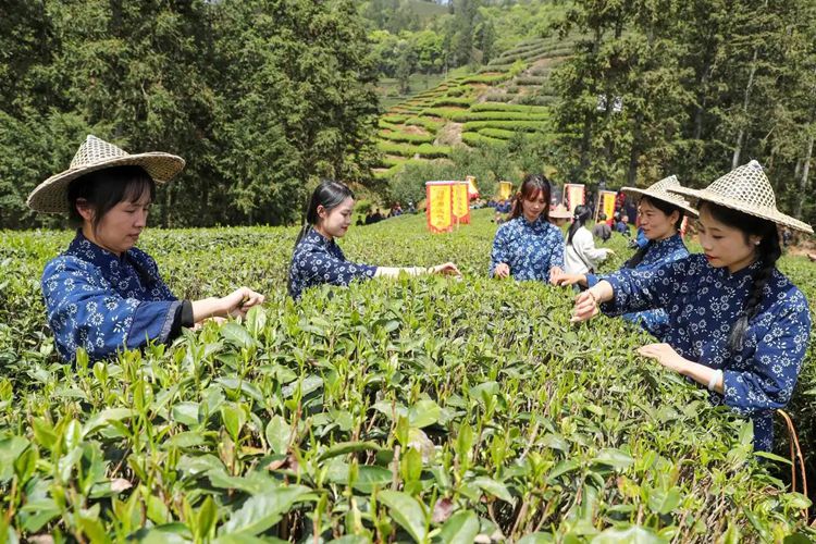2025年4月13日，福建武夷山市星村鎮(zhèn)朝陽(yáng)村茶農(nóng)在生態(tài)茶園展示采茶。新華社發(fā)（邱汝泉 攝）
