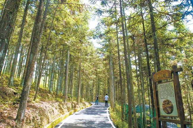 福建周寧縣黃振芳家庭林場(chǎng)。（圖源：央視新聞）