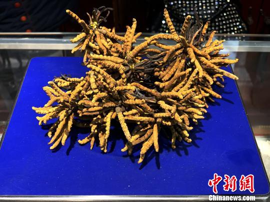 圖為冬蟲夏草?！O睿 攝