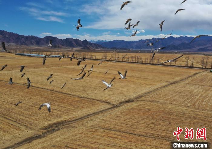 圖為黑頸鶴在拉薩市林周縣境內(nèi)飛翔。　貢嘎來松 攝