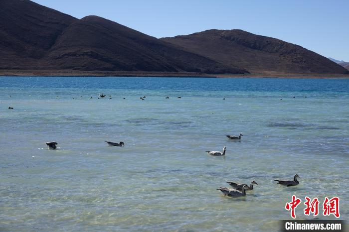 圖為過冬的候鳥在羊湖游弋?！∪轿木?攝