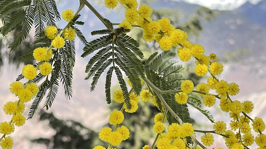 蜜蜂在金合歡花枝上休憩。