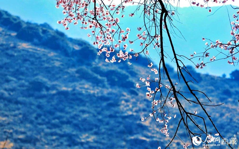 清麗的桃花。人民網(wǎng) 李海霞攝