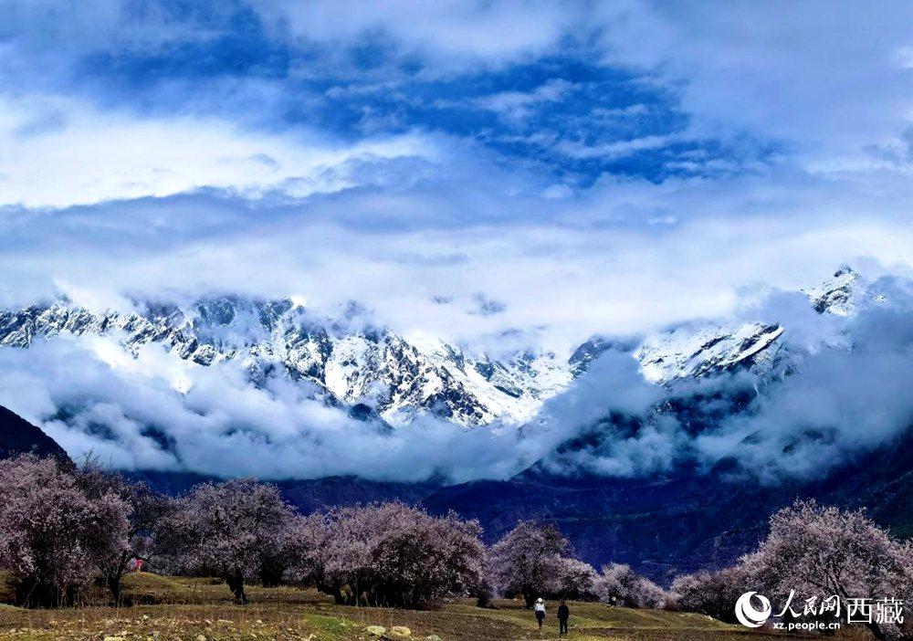 雪山下的桃花。人民網(wǎng) 李海霞攝