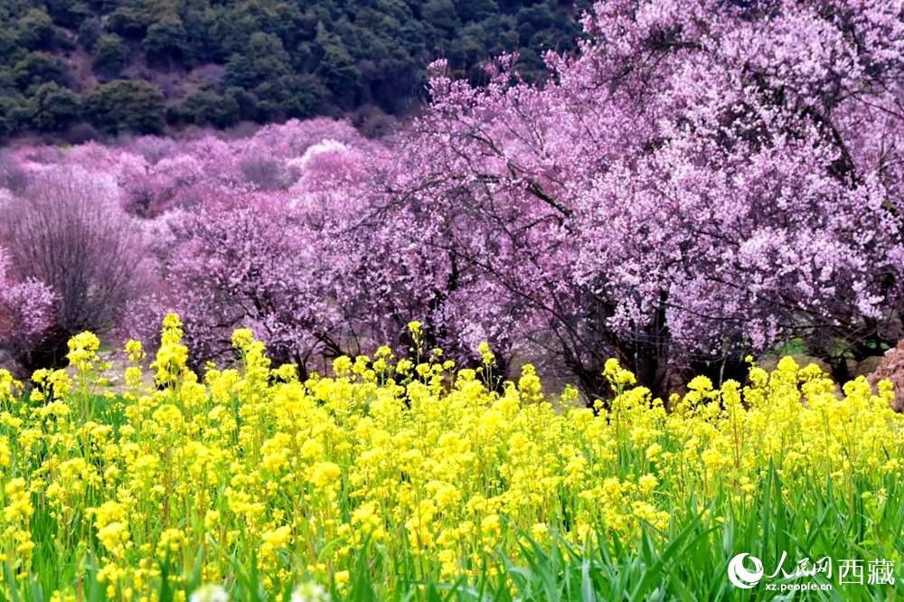 桃花與油菜花交相輝映。人民網(wǎng) 李海霞攝