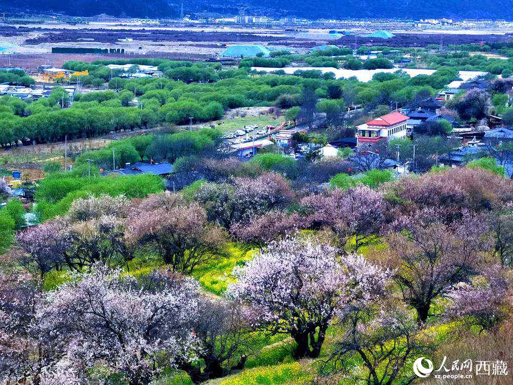 漫山開放的野桃花。人民網(wǎng) 李海霞攝