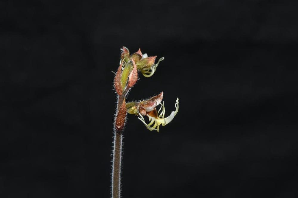 墨脫金線蘭。金效華攝