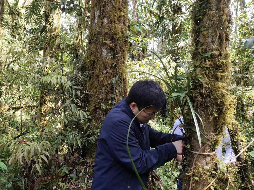 蘭花歸野。圖片由山水自然保護中心提供
