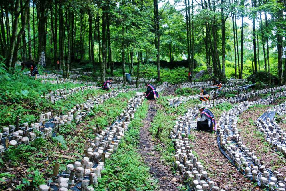 木耳種植基地。次仁央宗攝