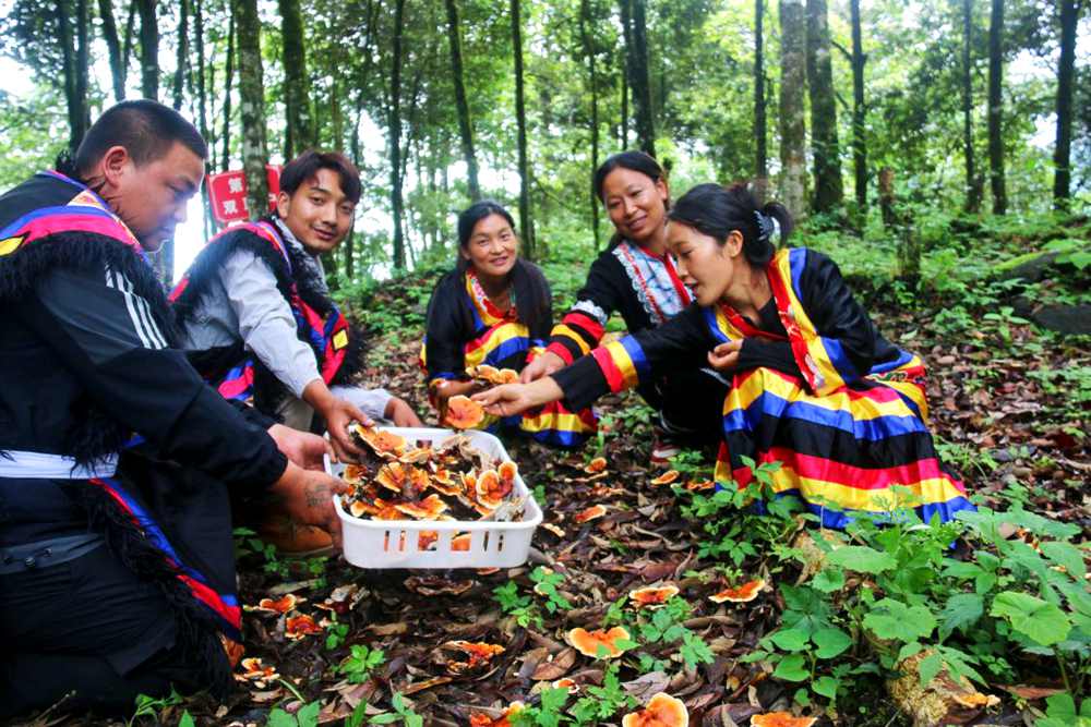 村民采摘林芝。次仁央宗攝