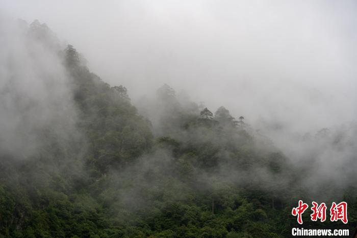 雨后勒布溝的云霧?！〗w波 攝