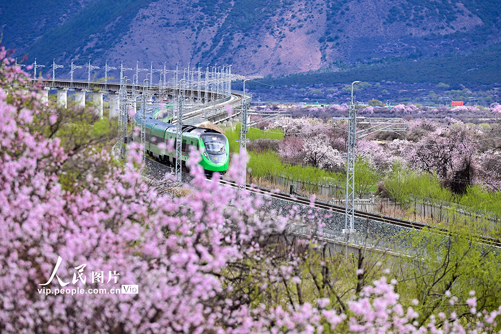 西藏林芝：雪域高原列車穿越花?！?】