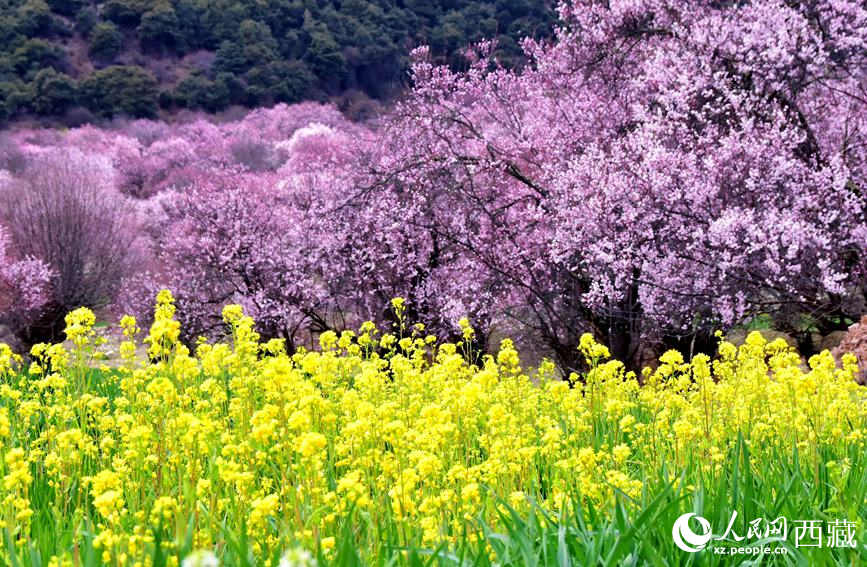 桃花與油菜花勾勒出別樣風(fēng)景。 人民網(wǎng) 李海霞攝
