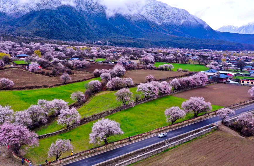 波密縣傾多鎮(zhèn)如納村盛開的桃花。徐馭堯攝