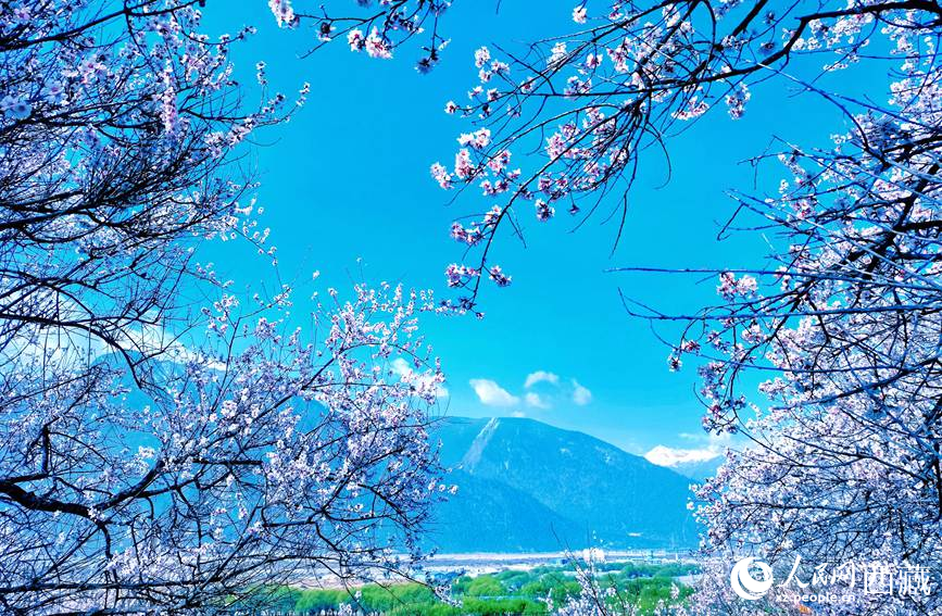 藍天與桃花相映成趣。 人民網(wǎng) 李海霞攝