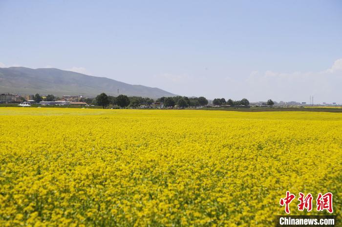 圖為青海湖畔油菜花海?！●R銘言 攝