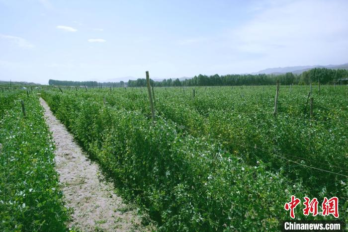 天?？h高原綠色(有機(jī))蔬菜基地種植的食用莢豆。　闕道華 攝