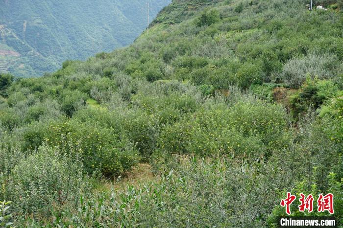 黃草坪村蘋果基地?！∽g 攝