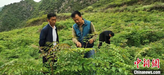 圖為張金利調(diào)研適合阿拉村種植的農(nóng)作物，經(jīng)過不斷改良技術(shù)后，產(chǎn)量大大提高。(資料圖)甘肅省水利廳供圖