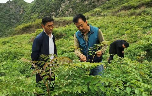 圖為張金利調(diào)研適合阿拉村種植的農(nóng)作物，經(jīng)過不斷改良技術(shù)后，產(chǎn)量大大提高。(資料圖)甘肅省水利廳供圖