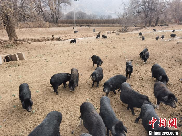 圖為藏香豬?！∑钤鲚?攝