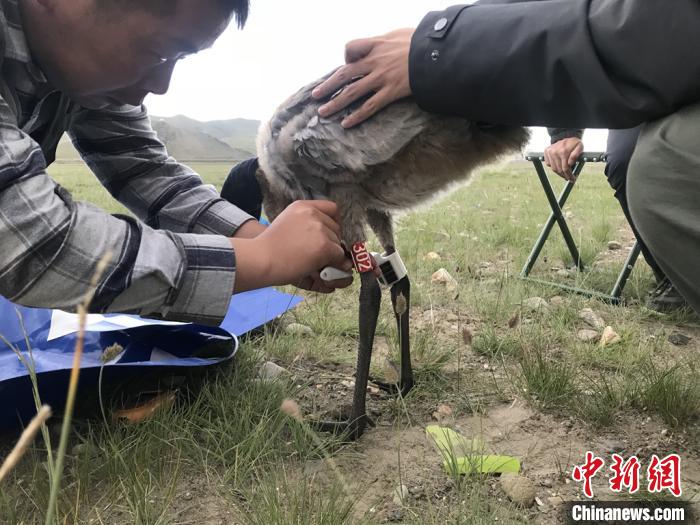 圖為研究人員為黑頸鶴佩戴GPS跟蹤設(shè)備。祁連山國家公園青海省管理局供圖