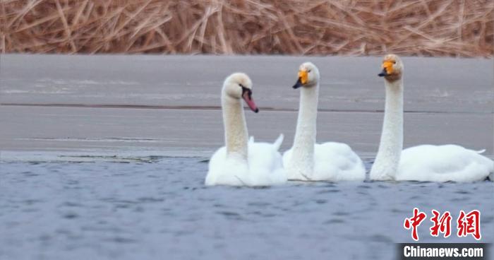 圖為疣鼻天鵝與大天鵝?！∏嗪夜珗@觀鳥協(xié)會供圖 攝