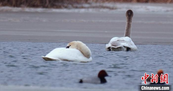 圖為疣鼻天鵝水面休憩。　青海國家公園觀鳥協會供圖 攝