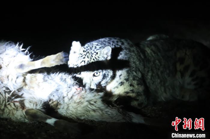長(zhǎng)江源、瀾滄江源啟動(dòng)旗艦物種雪豹及棲息地保護(hù)項(xiàng)目
