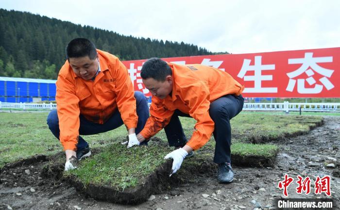 探訪久馬高速原生態(tài)植被恢復(fù)試驗基地：草甸回植助青藏高原生態(tài)保護