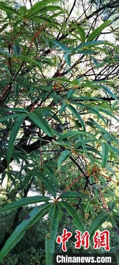 被稱為植物界“大熊貓”的五小葉槭植物?！】刀ㄊ形麄鞑抗﹫D
