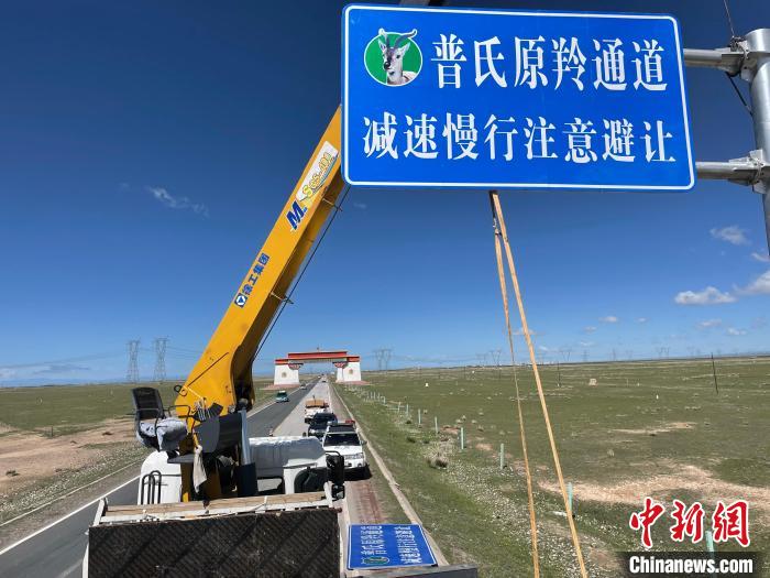 圖為青海省海北州剛察縣設(shè)立的普氏原羚通道警示牌?！∏嗪Ｊ『１敝萑嗣駲z察院供圖