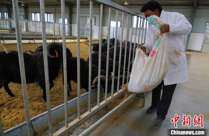 圖為飼養(yǎng)員給黑藏羊喂食?！●R銘言 攝