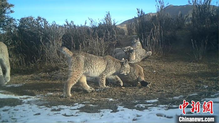 圖為紅外相機拍攝到的猞猁?！∑钸B山國家公園青海省管理局供圖