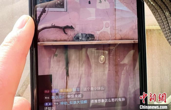 圖為雪豹“奶爸”史壽軍正在直播?！●R銘言 攝