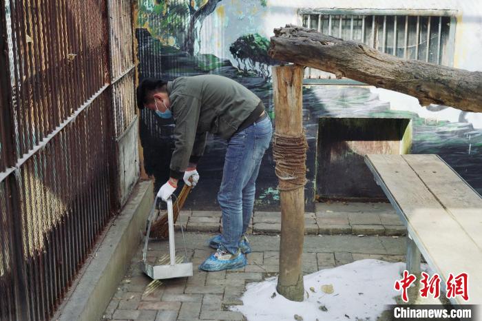 圖為雪豹“奶爸”史壽軍正在打掃豹館衛(wèi)生?！●R銘言 攝