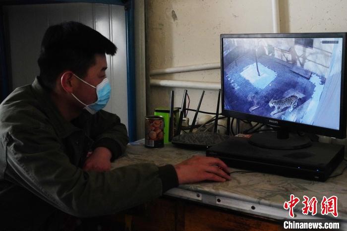 圖為雪豹“奶爸”史壽軍通過監(jiān)控察看雪豹情況。　馬銘言 攝