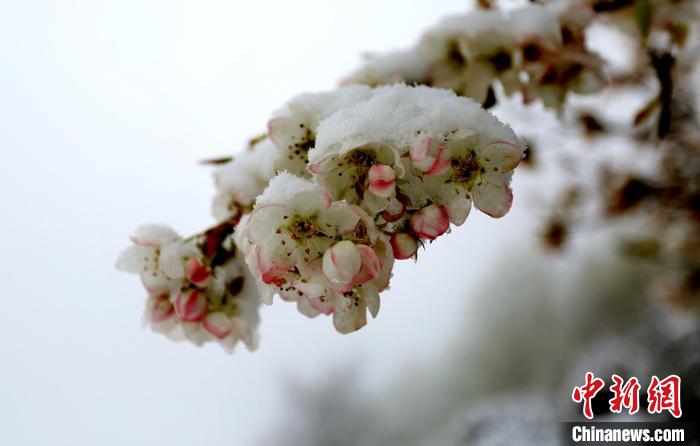 花兒被冰雪覆蓋。　李永安 　攝