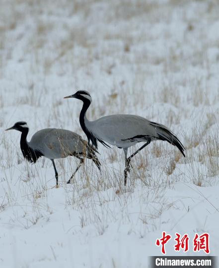 在若爾蓋濕地的蓑羽鶴?！∩袞|機(jī) 攝